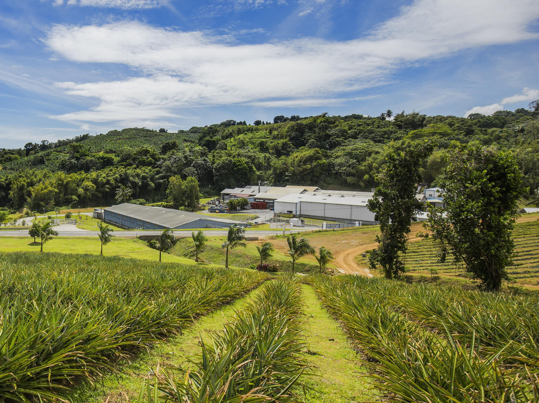 DENEL CONFITURE & JUS DE FRUIT TROPICAUX