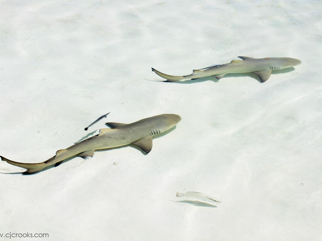 Bimini Biological Field Station Foundation景点图片
