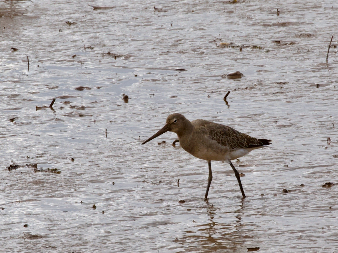 RSPB Bowling Green Marsh-Topsham必去景点