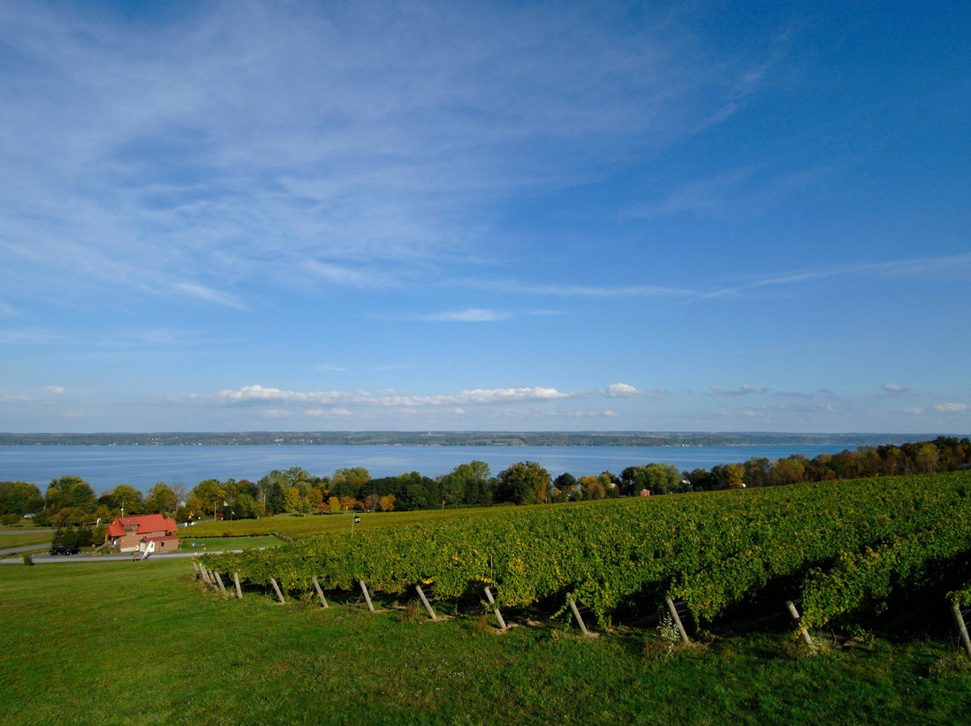 Toro Run Winery景点图片