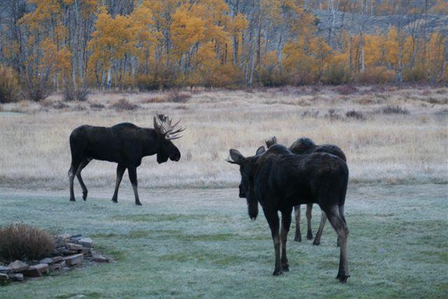 Pioneer Mountains Scenic Byway