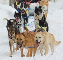 Nature's Kennel Sled Dog Racing and Adventures景点图片