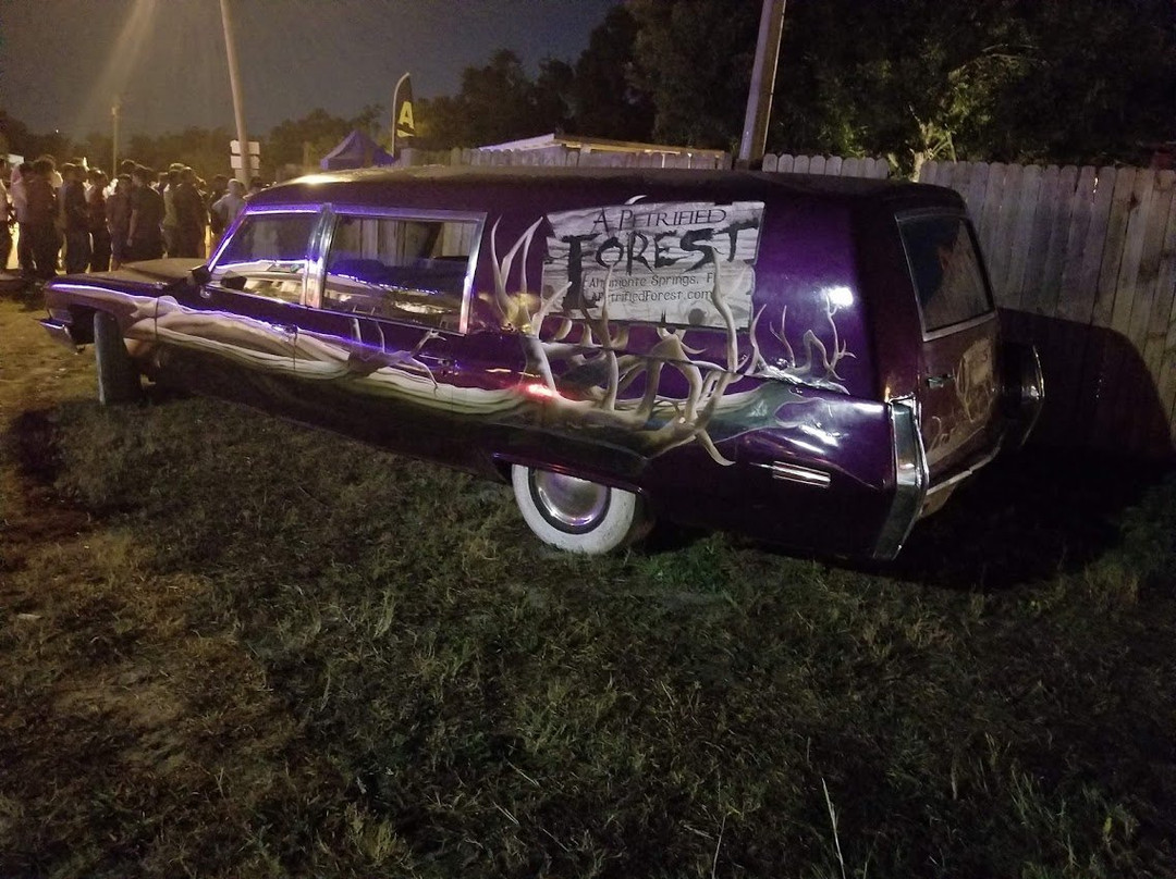 A Petrified Forest-阿尔塔蒙特斯普林斯必去景点