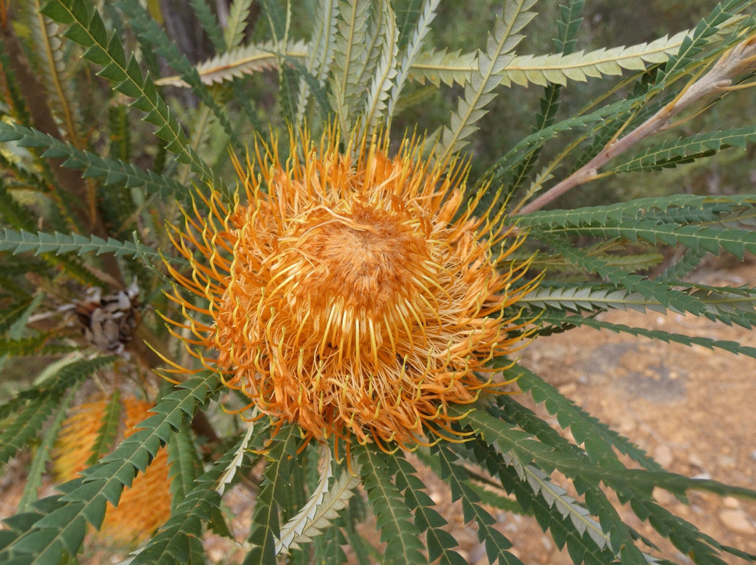 Stirling Range Drive-Stirling Range National Park必去景点