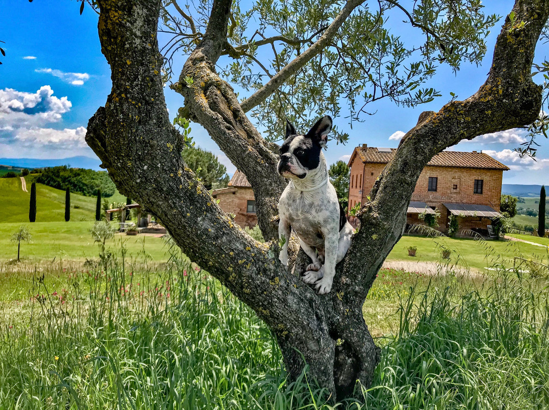 San Giovanni in Poggio主图