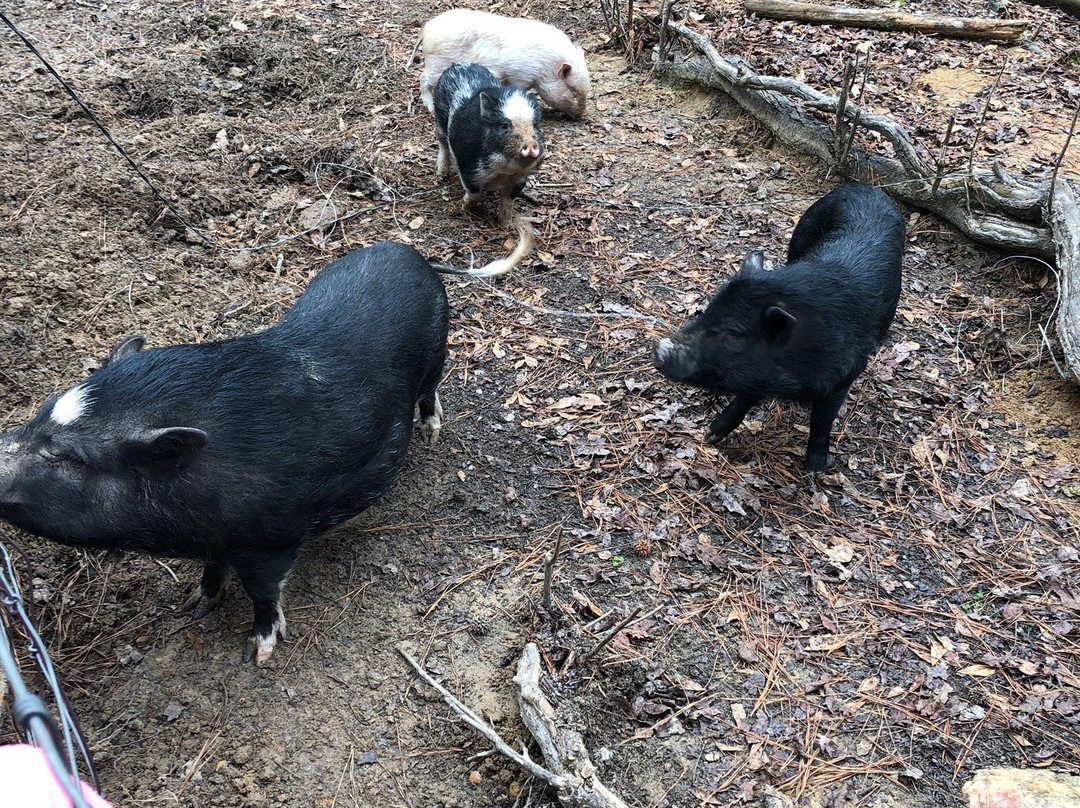 The Alpaca Experience at Hanna Hands Farm-Ridgeway必去景点