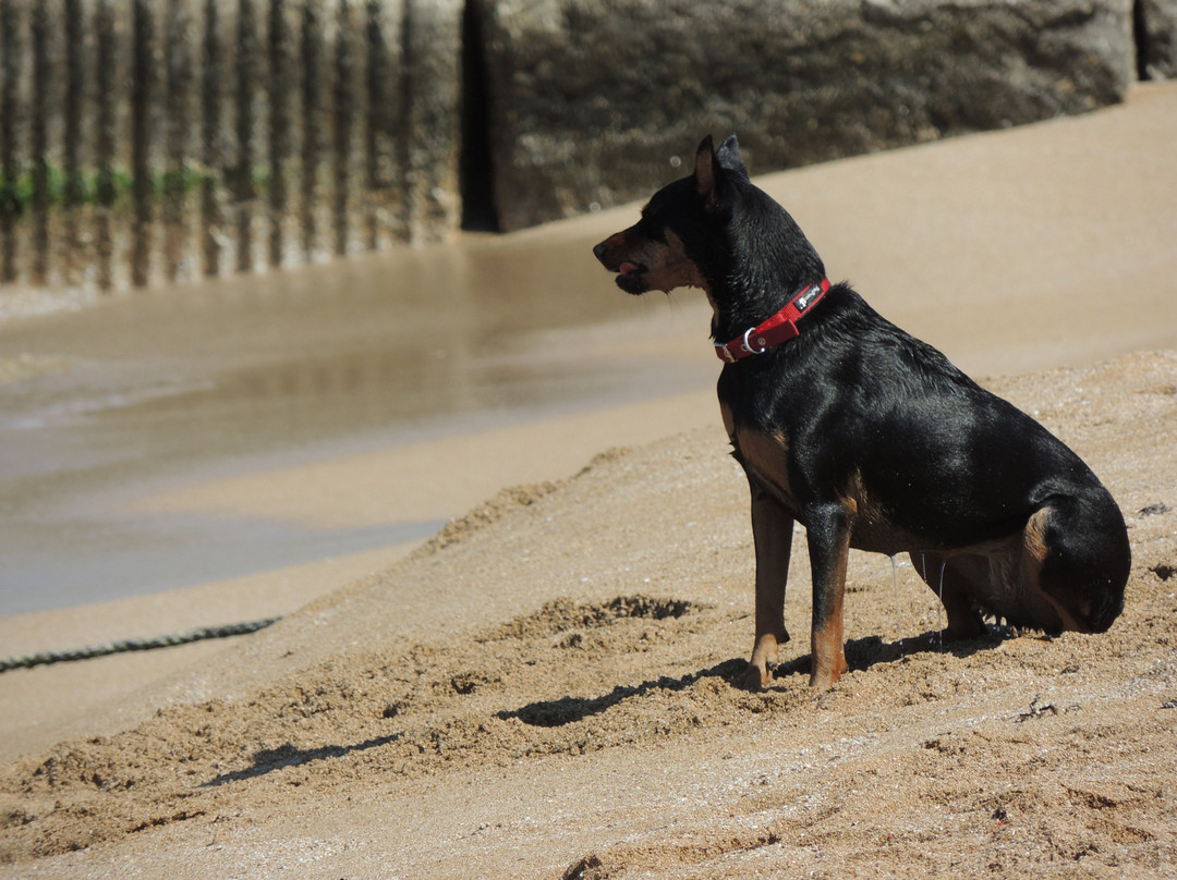 Sokolov Beach-Nahariya必去景点