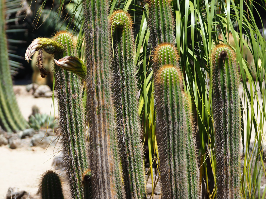 Arizona Cactus Garden-斯坦福必去景点