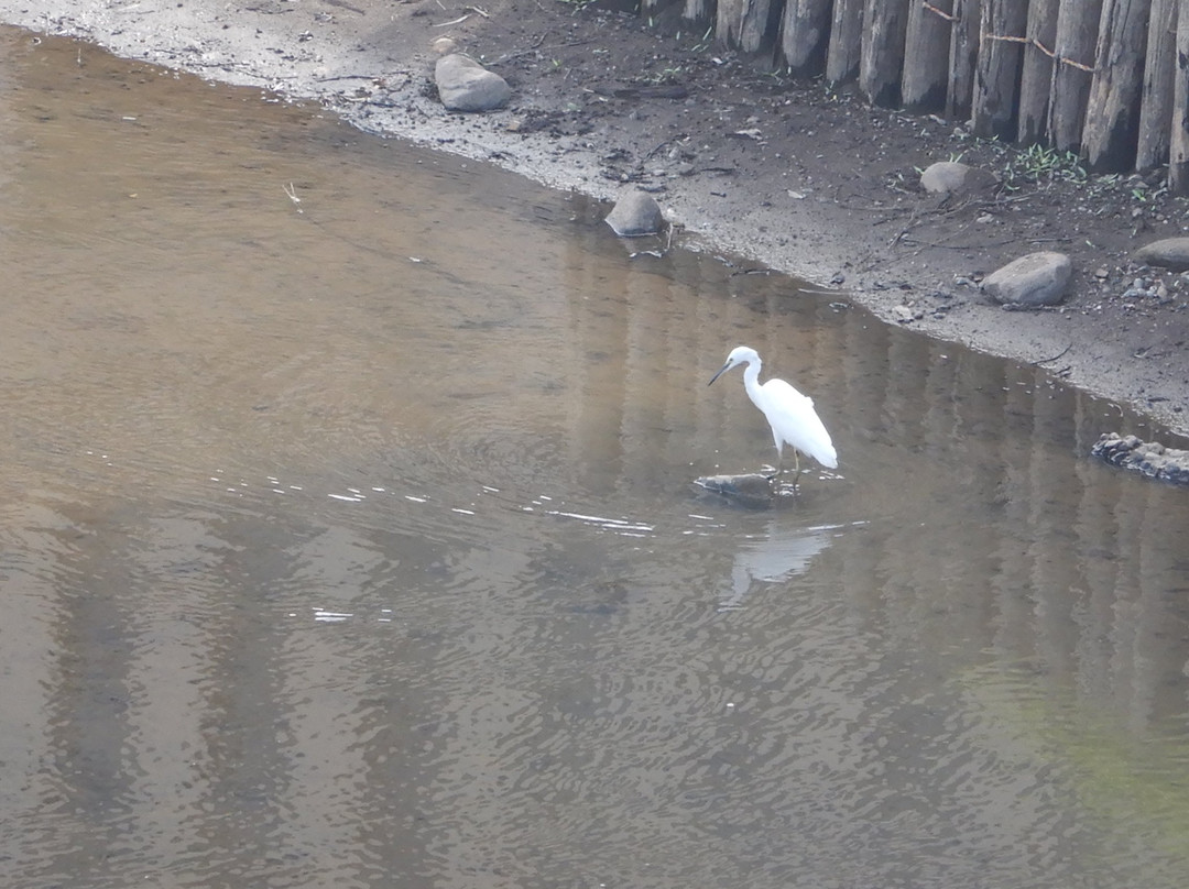 Kasai Shinsui Ryokudo-越谷市必去景点