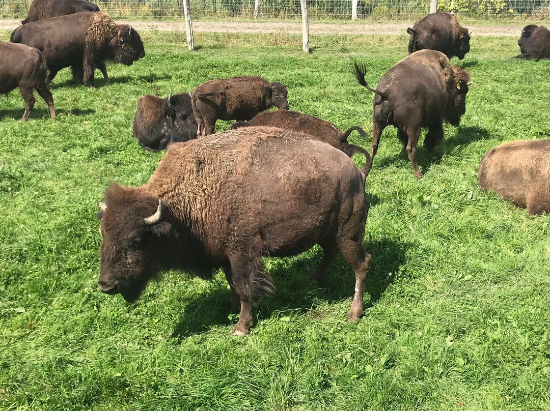 La Bisonnière景点图片