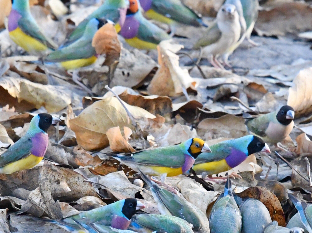 Tracks Birding & Photography Tours-达尔文市必去景点