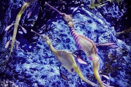 Scuba Mafia-艾湄湾必去景点