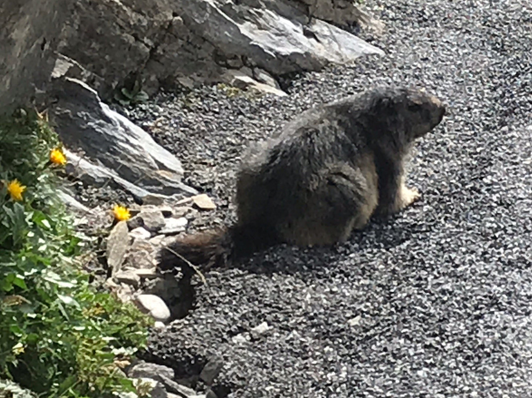 Großglockner National Park景点图片