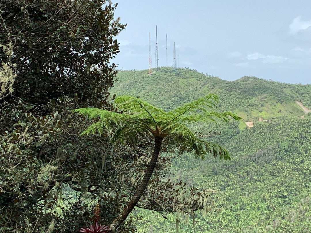 Cerro de Punta景点图片
