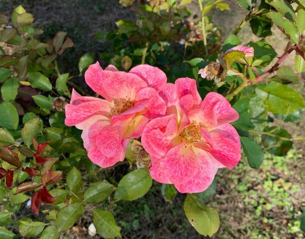 诺耶勒城堡-官方