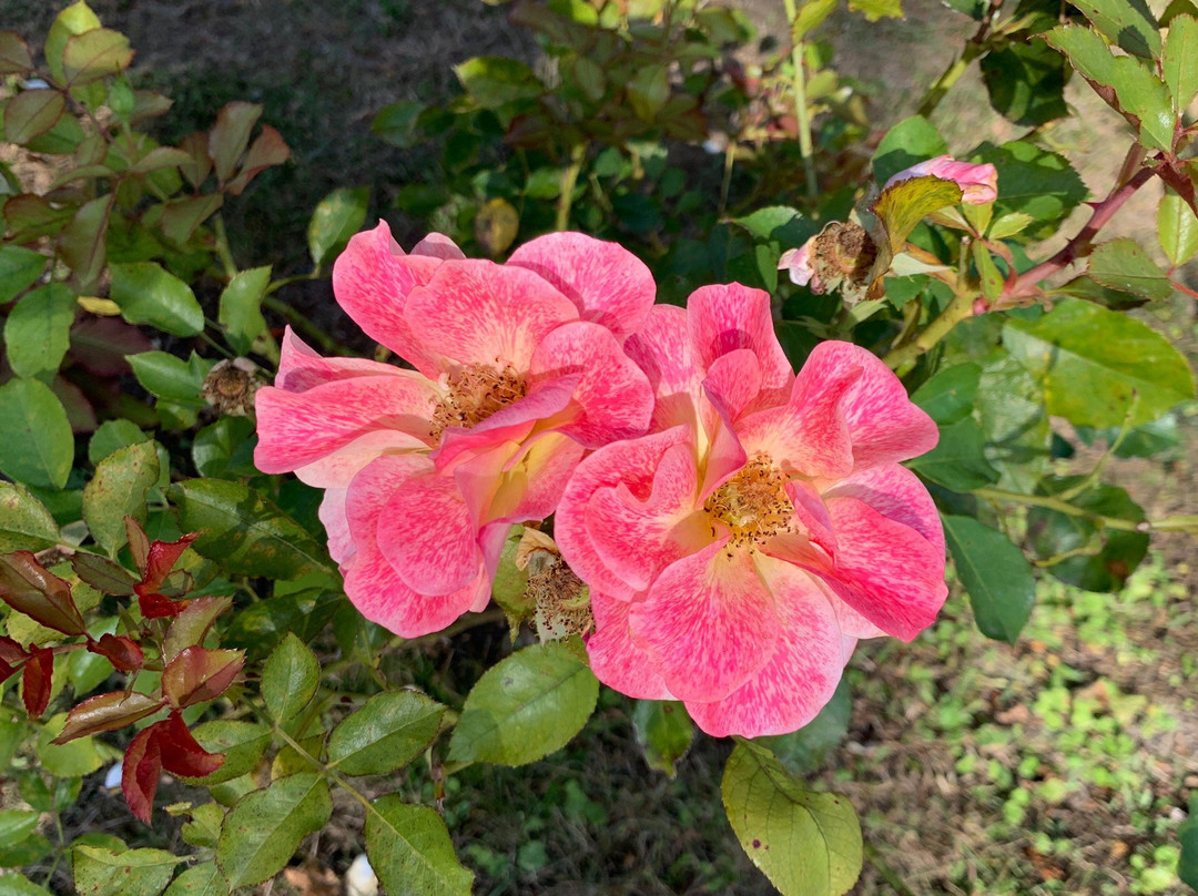 诺耶勒城堡主图