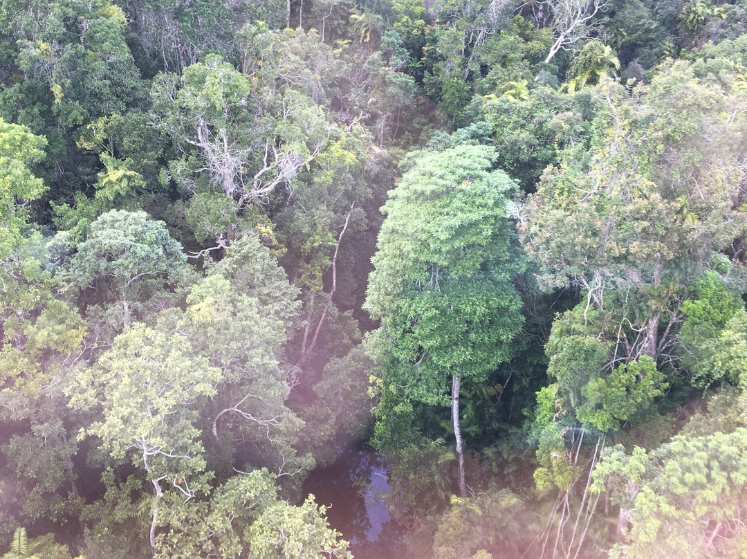 Skyrail Rainforest Cableway景点图片