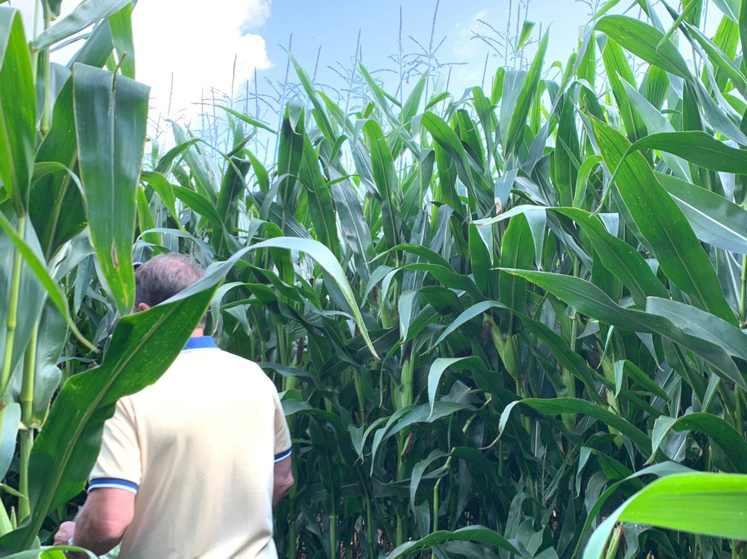 The Purbeck Big Apple Maize Maze