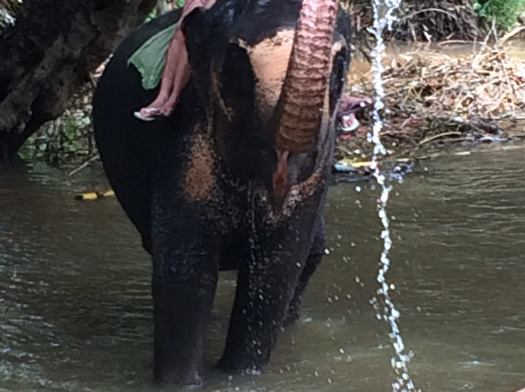 Luck Uyana Cabana at Pinnawala