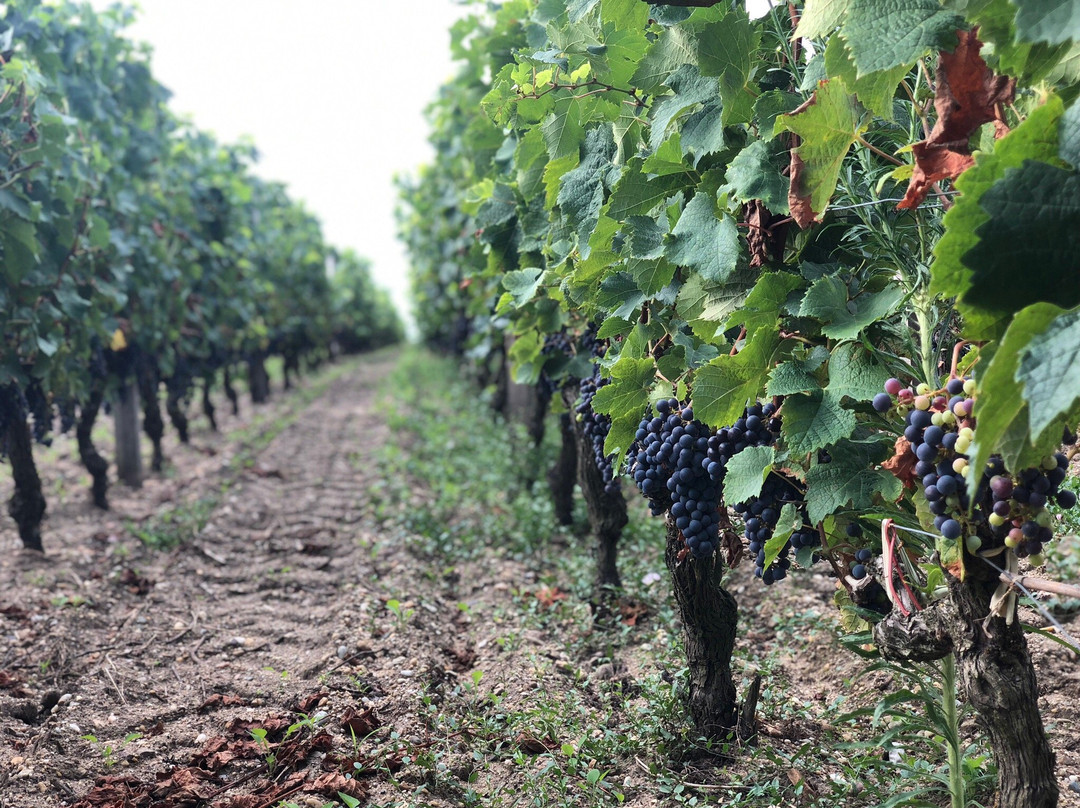 Chateau La Louvière-Leognan必去景点