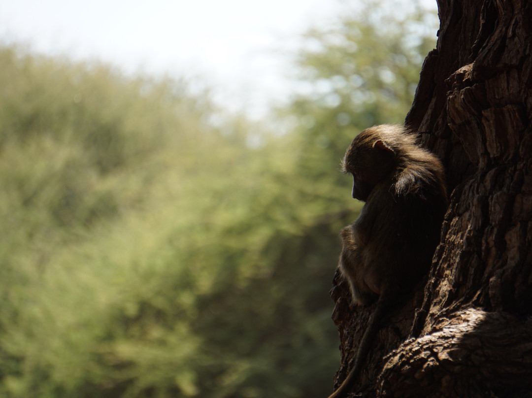 Watoto Wa Bingwa Safaris & Tours景点图片