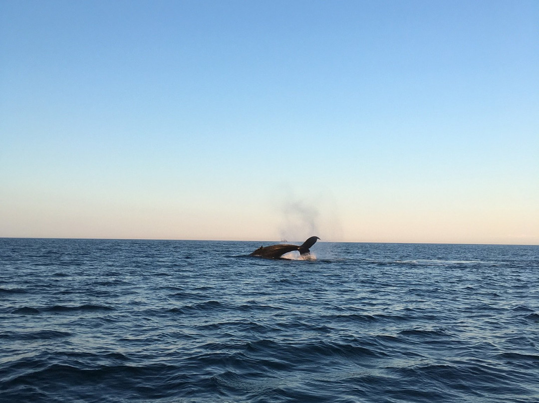 Island Cruises Whalewatching-Campobello Island必去景点