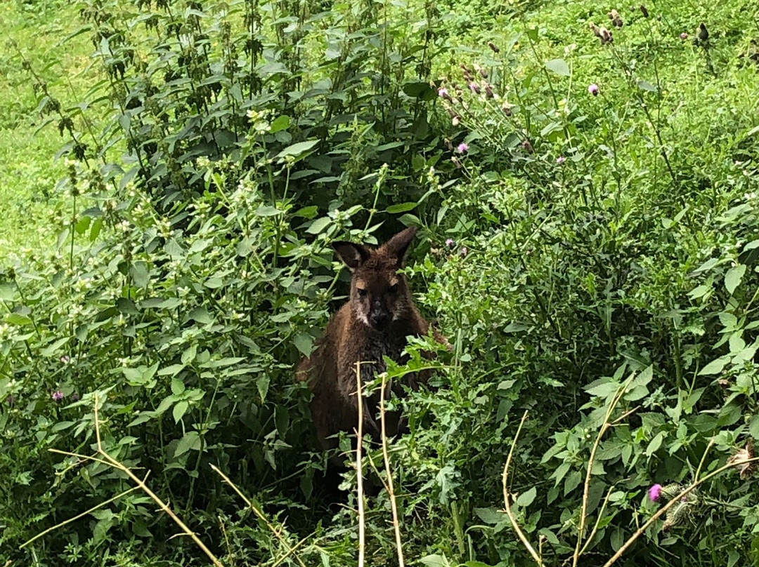 Wildpark Wildbichl-库夫石必去景点