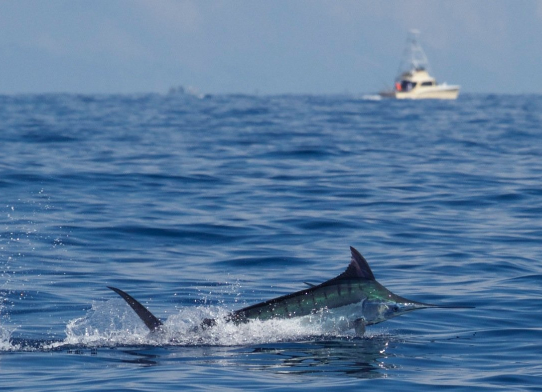 Marlin Magic Sport Fishing-凯鲁瓦-柯纳必去景点