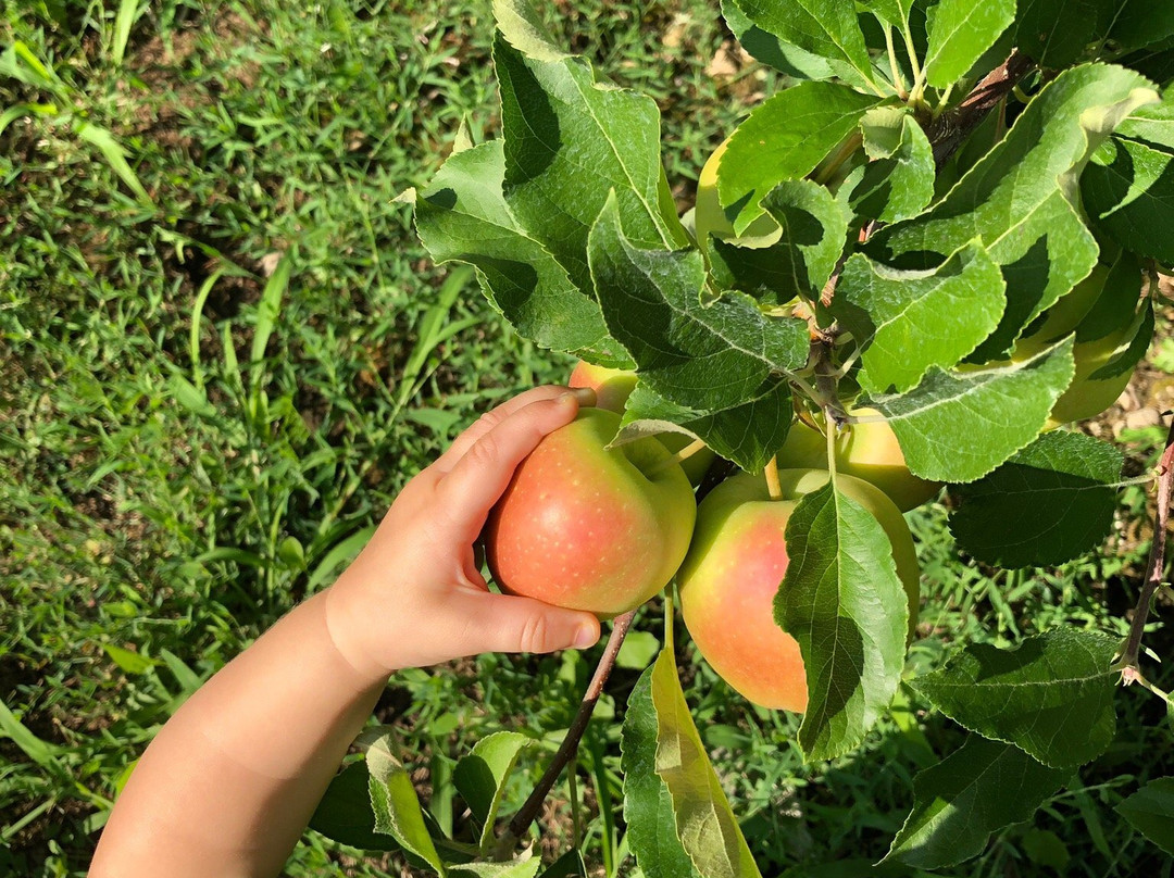 Carter Hill Orchard景点图片