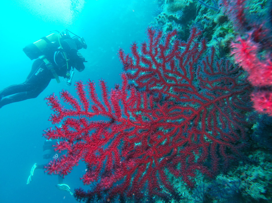 Diving Center Argentario Scuba Point景点图片