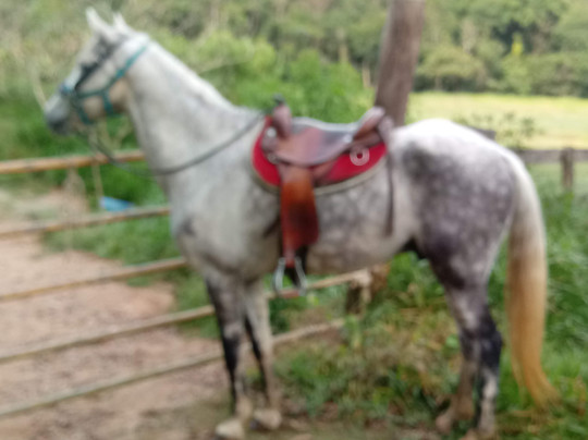 Haras Terra Nova Jundiaí-容迪亚伊必去景点