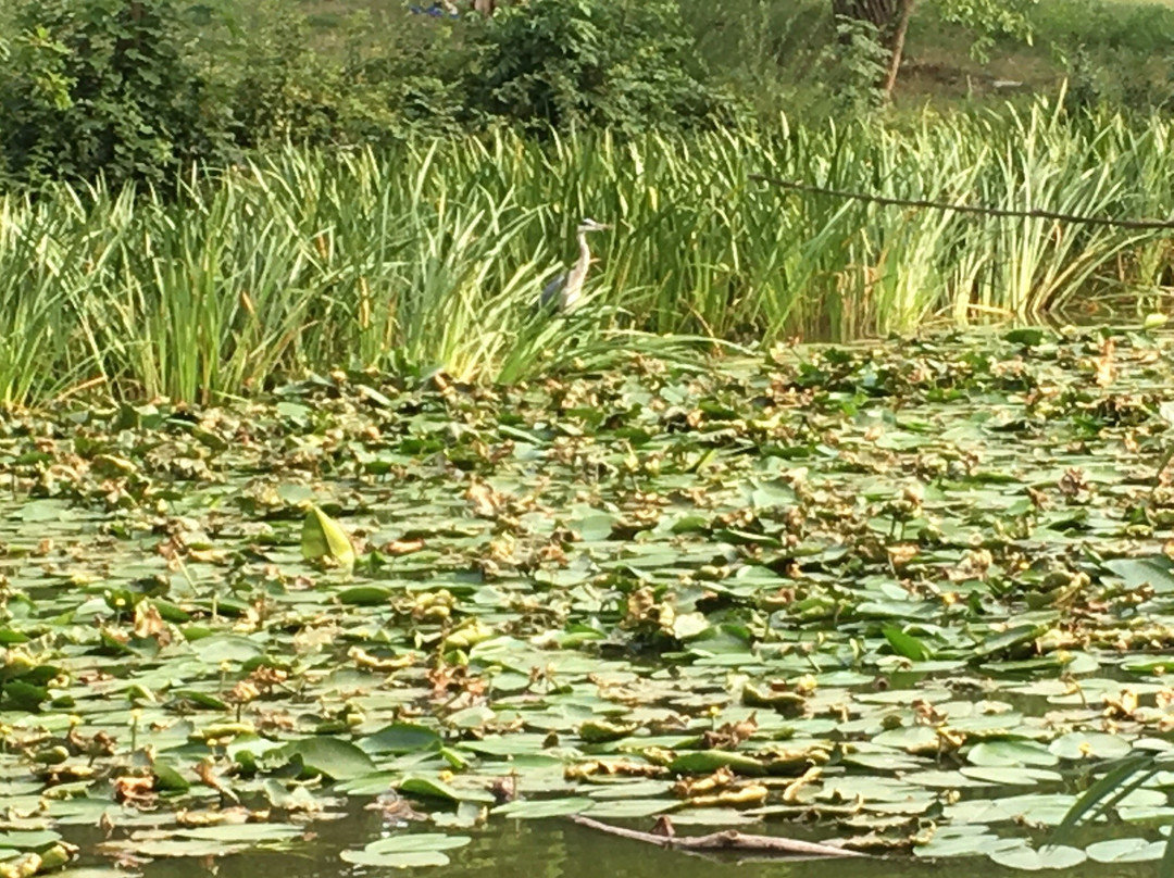 Fischtalpark景点图片