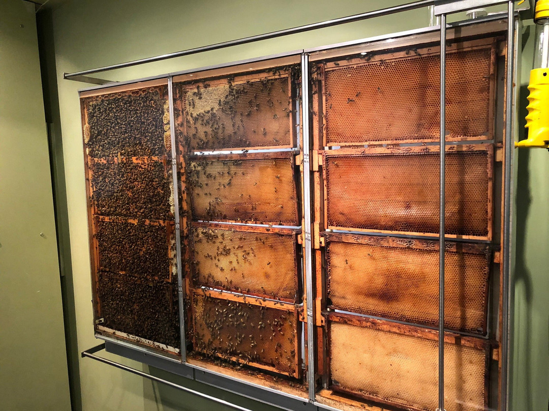 Miellerie Lune de Miel-Stoke必去景点