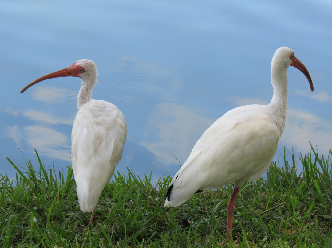 Tuscawilla Park-奥卡拉必去景点