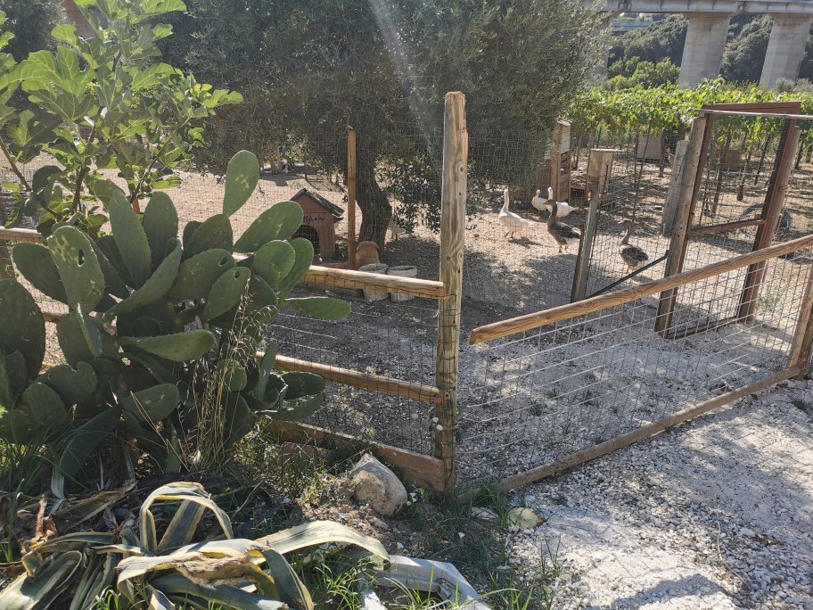 Il Gallo Con Gli Stivali-官方