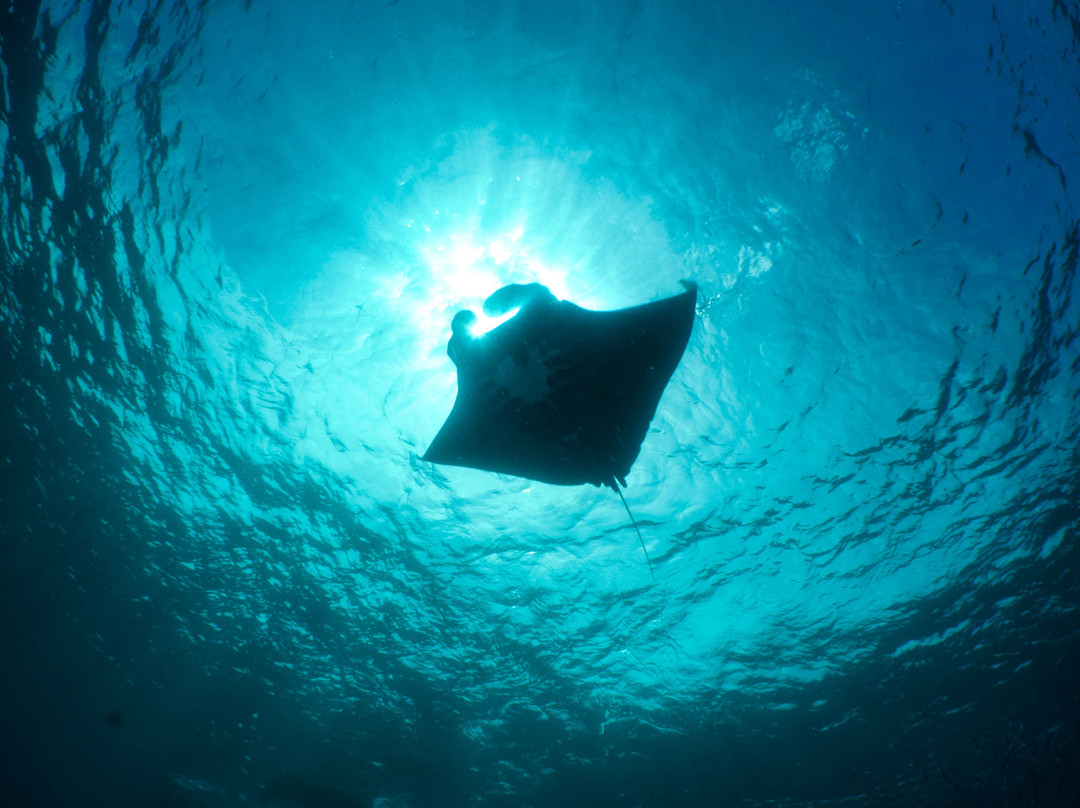 Arborek Dive Shop-Arborek必去景点