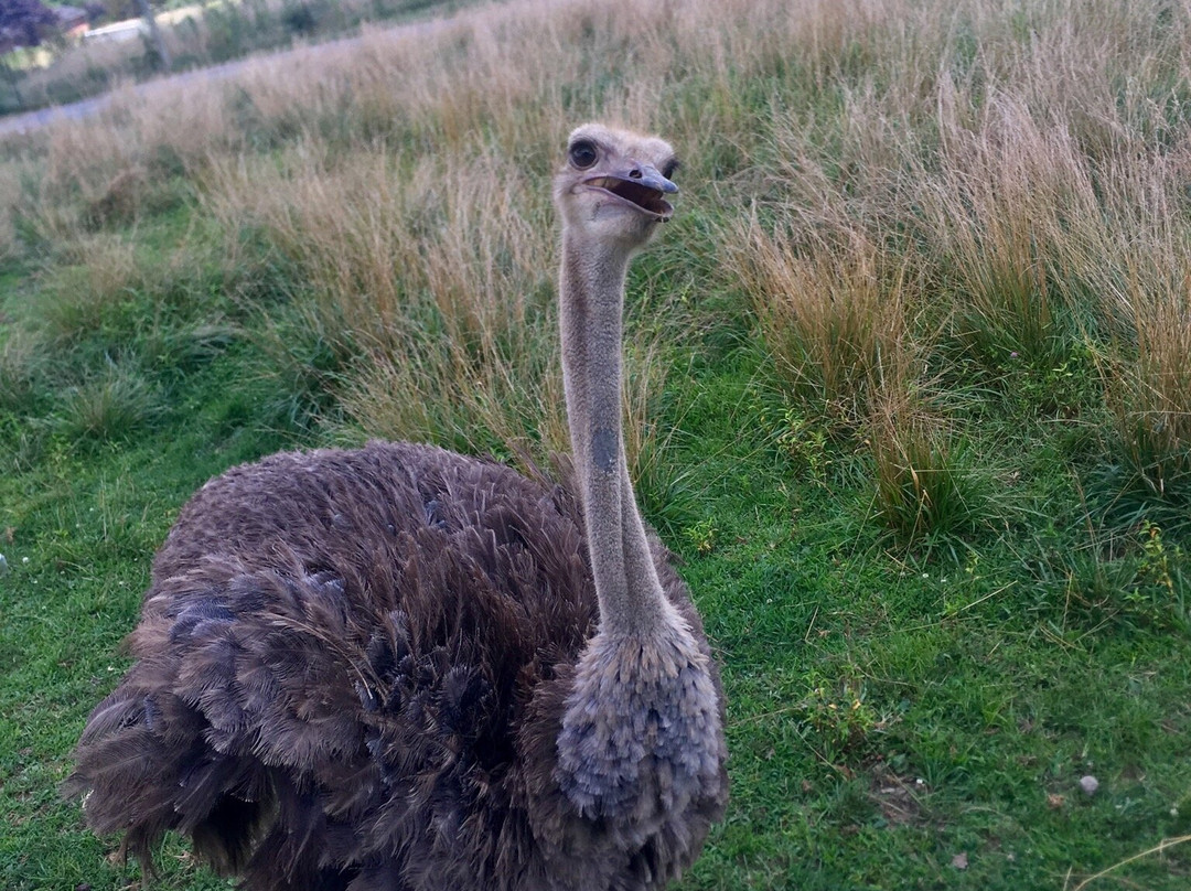 Fort Chiswell Animal Park-Max Meadows必去景点