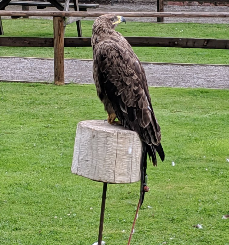 Walworth Birds of Prey-Walworth必去景点