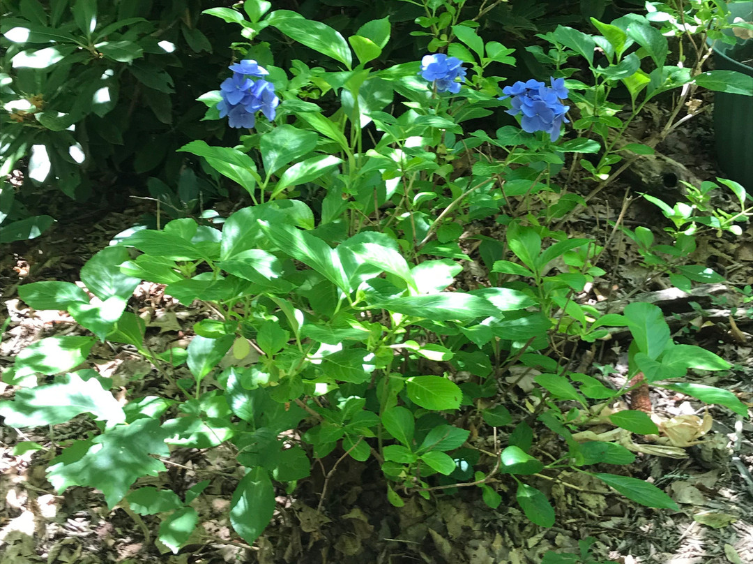 Oconaluftee Indian Village景点图片