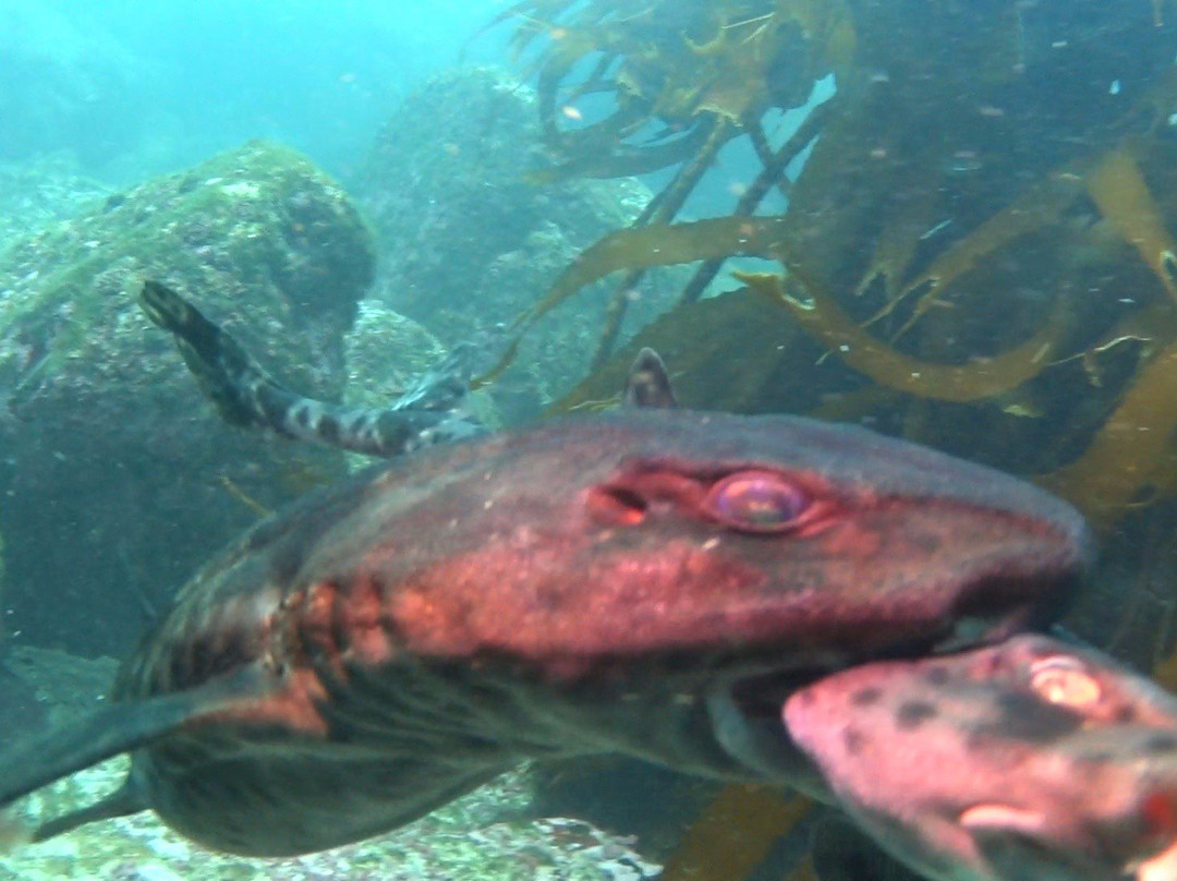 Scuba Adventure-Los Molles必去景点