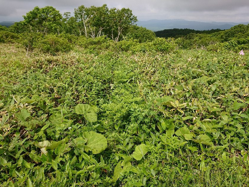 Biruwa Mashu Trail-弟子屈町必去景点