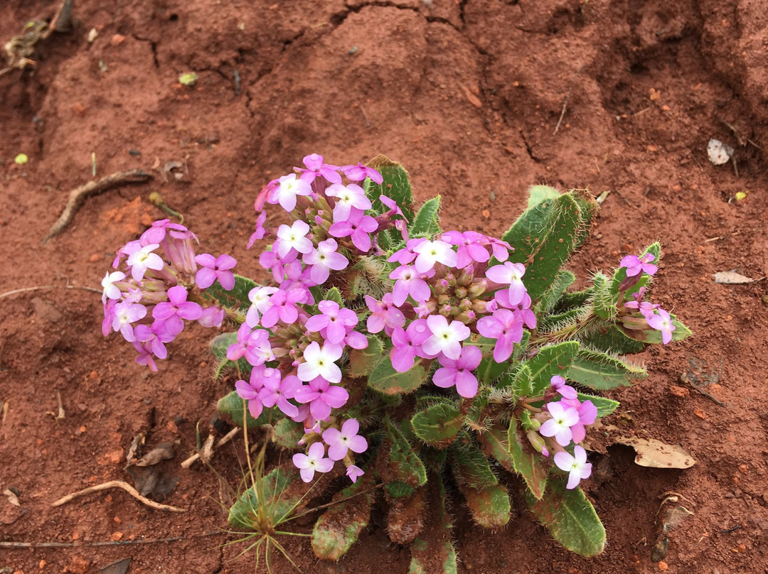 Grand Saroglu Hotel主图