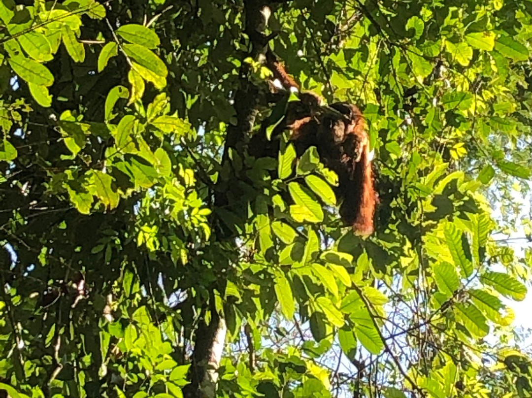 Jungle Tour With Salman-Ketambe必去景点