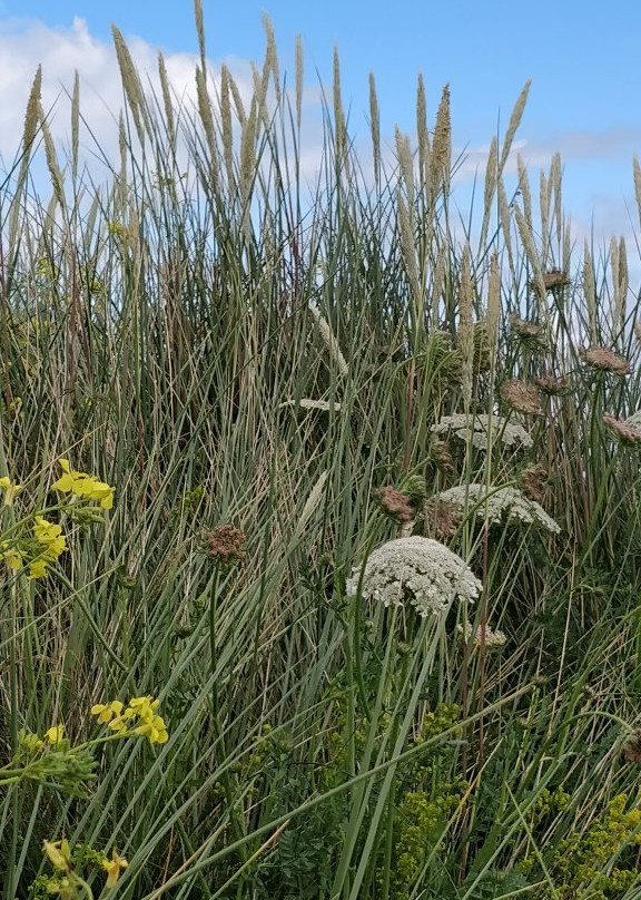Cloughey Bay Beach景点图片