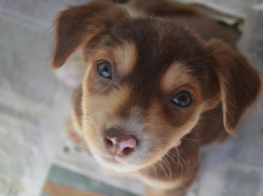 Animals Fiji-纳迪市必去景点