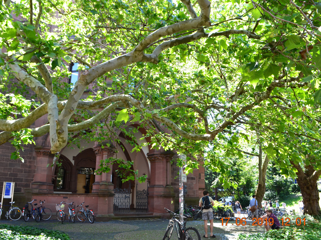 Albert Ludwigs Universitat Freiburg-佛莱堡必去景点