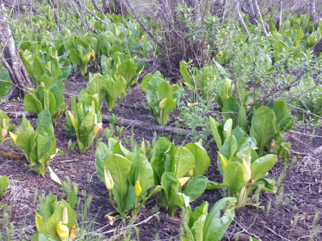 Skunk Cabbage Boardwalk景点图片