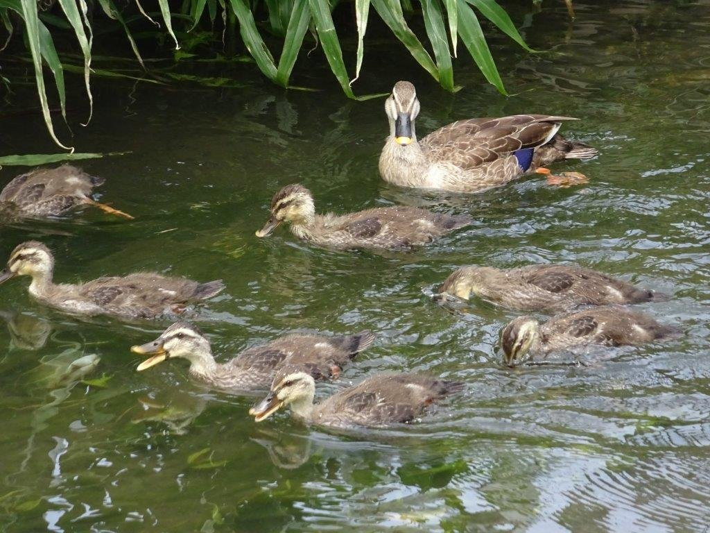 Yahoseki-国立市必去景点