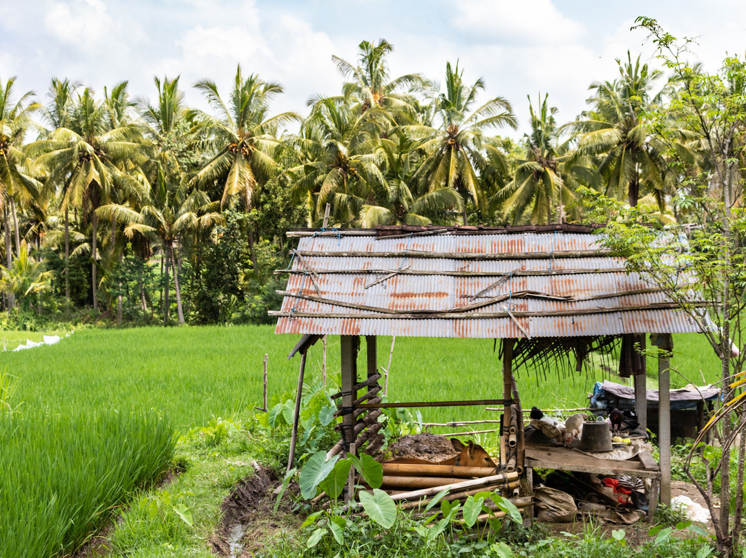 Subak Juwuk Manis (Ubud Rice Field)景点图片