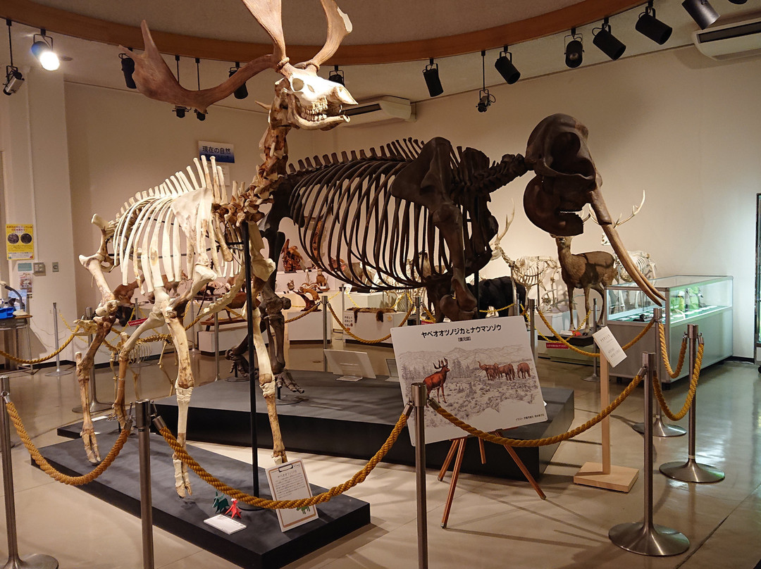 Kuzuu Fossil Museum-佐野市必去景点